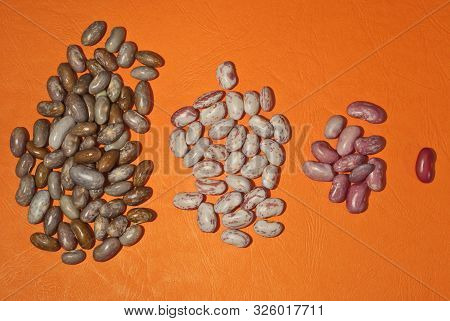 Many Beans Are Sorted By Species. The Beans Are Grouped By Species. Fresh Young Beans Isolated On Or
