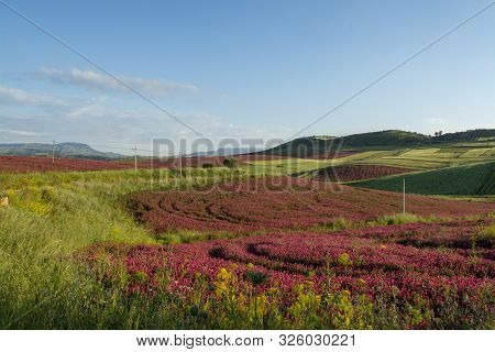 Landscape With Red Blossom Of Honey Flowers Sulla On Pastures And  Green Wheat Fields On Hills Of Si