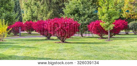 A Fragment Of The Autumn Park - Panorama. Winged Euonymus Compactus Is A Perennial Shrub That Impres