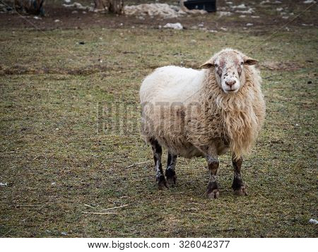 Sheep Grazed In The Outdoor Paddock In Winter Time