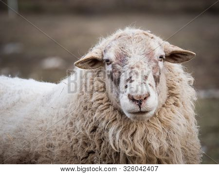 Portrait Of Sheep In The Outdoor Paddock In Winter Time