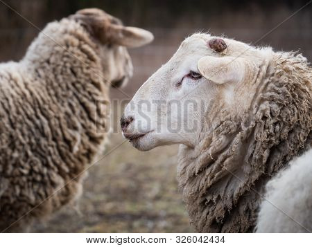 Portrait Of Sheep In The Outdoor Paddock In Winter Time