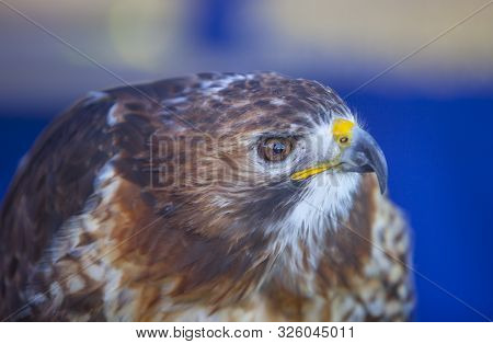 Red-tailed Hawk Or Buteo Jamaicensis. Closeup Shot
