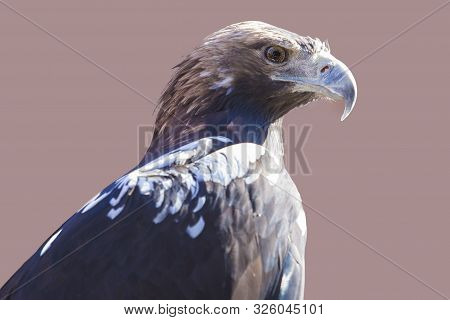 Spanish Imperial Eagle
Or Aquila Adalberti. Isolated Over Brown Background