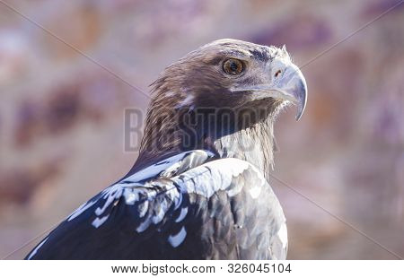 Spanish Imperial Eagle
Or Aquila Adalberti. Side View
