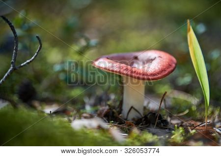 Russula Mushroom In Forest. Beautiful Little Edible Fungus. Seasonal Collect Of Edible Mushrooms