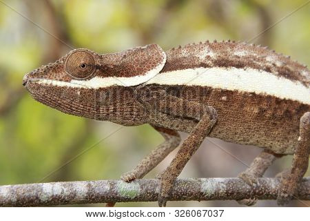 Brown Big Chameleon Species In Madagascar Africa