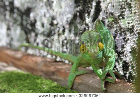 Green And Yellow Chameleon Is Hunting In Madagascar
