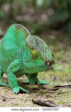 Green And Yellow Chameleon Species Walking In Madagascar