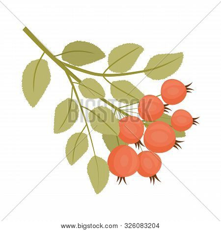 Autumn Roseship With Leaves. Cartoon Style. Isolated Element.