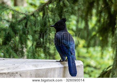 Stellers Jay Cyanocitta Stelleri Pacific Coast Form.