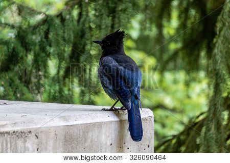 Stellers Jay Cyanocitta Stelleri Pacific Coast Form.