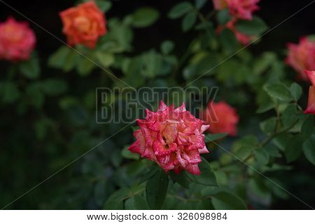 Coral Rose At Rosary. Flowers Grow In The Garden. Roses In Summer Or Autumn In Daylight After Rain. 