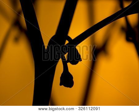 Jalapeno Chili Pepper Flowers Black Silhouette Front Of An Orange Background. The Flowers Hanging Do