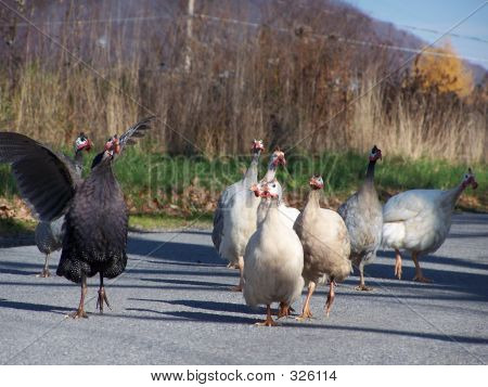 Turkey