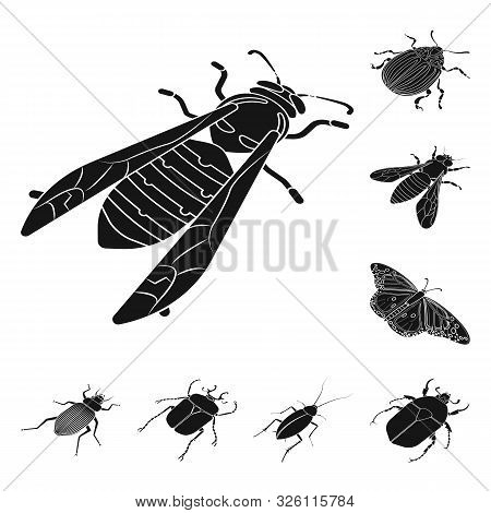 Vector Illustration Of Wings And Wing Icon. Set Of Wings And Fly Vector Icon For Stock.