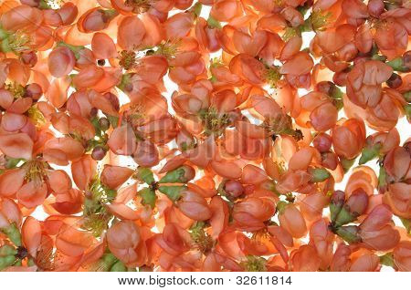 L'odore dei petali rossi, primaverile