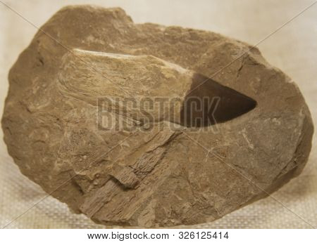 Prehistoric Shark Tooth Fossils. Large Shark Tooth Fossils. Shark Tooth Sea Life Fossils.