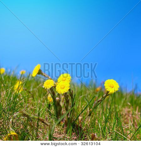Foalfoot