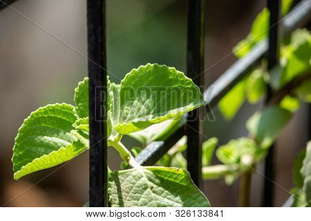 Fresh Green Leaves Pattern Of Indian Borage, Country Borage (botanical Name - Plectranthus Amboinicu