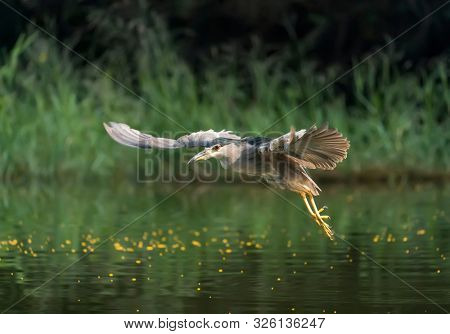 Adult Black-crowned Night-Heron(Nycticorax nycticorax hoactli)  flying over  wetlands