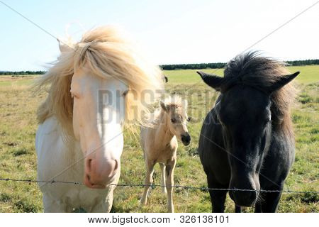 Traditional Horses in Iceland, Europe