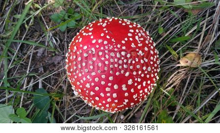 Red Toadstool Poisonous Mushroom Growth In The Forest, Fly Agaric Fungi. Fly Agaric Hat Top View. Da