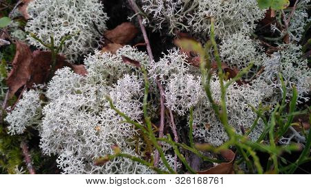 Star-tipped Reindeer Lichen. Beautiful Air Moss Grows In A Forest Among Other Forest Vegetation. Cla