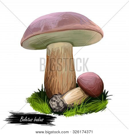 Boletus Badius, Imleria Badia Or Bay Bolete Mushroom Closeup Digital Art Illustration. Edible And Po