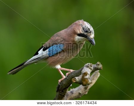 jay in natural habitat (Garrulus Glandarius)