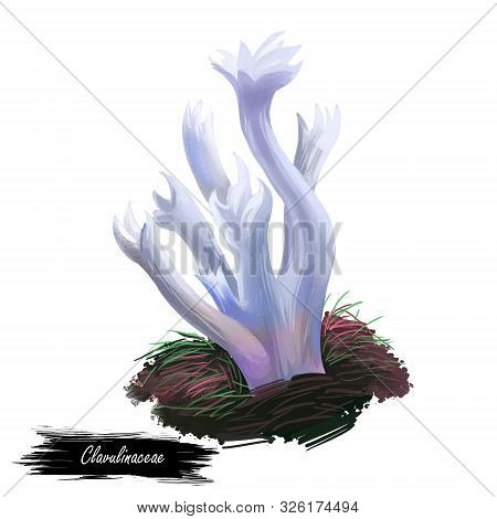 Clavulinaceae Mushroom Closeup Digital Art Illustration. Boletus Has White Fruit Body And Grows On C
