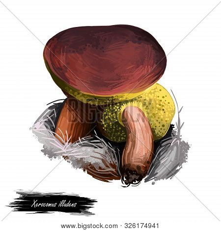 Xerocomus Illudens Mushroom Closeup Digital Art Illustration. Boletus Has Reddish Brown Cap And Pale