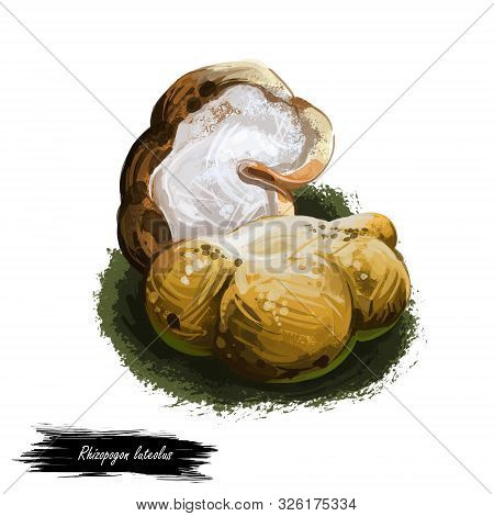 Rhizopogon Luteolus, Ectomycorrhizal Mushroom Closeup Digital Art Illustration. Boletus Has Mustard 