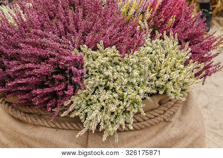 Heather Flowers. Small Violet Flowers. Vintage Paper Background. Retro Style. Closeup Of The Pink Bl