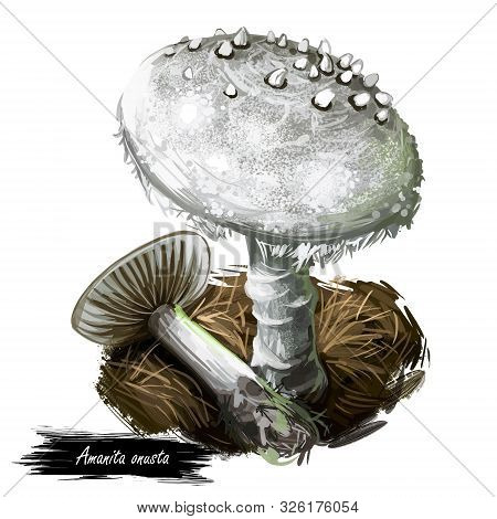 Amanita Onusta, Loaded Or Gunpowder Lepidella Mushroom Closeup Digital Art Illustration. Boletus Has