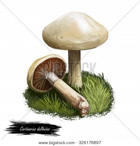 Cortinarius Delibutus, Bluegill Or Yellow Webcap Mushroom Closeup Digital Art Illustration. Boletus 