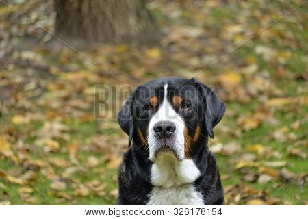 Greater Swiss Mountain Dog In The Garden.