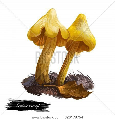 Entoloma Murrayi, Unicorn Entoloma Or Pinkgill Mushroom Closeup Digital Art Illustration. Boletus Ha