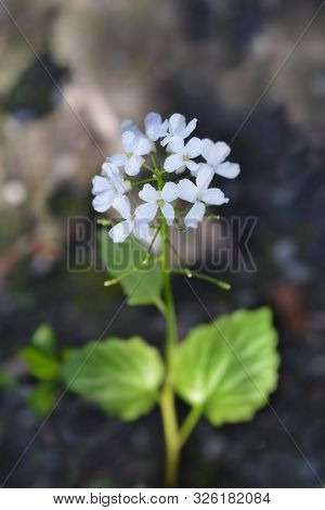 Caucasian Pennycress White Flowers - Latin Name - Thlaspi Macrophyllum