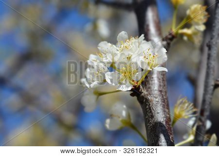 Dragons Blood (sangue Di Drago) Plum Tree Flowers - Latin Name - Prunus Domestica Sangue Di Drago