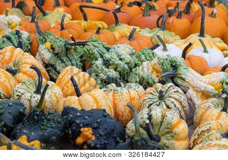 Pumpkins. Agriculture. Autumn. Vibrant. Variation. Colors. Decor