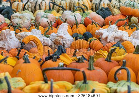 Pumpkins. Variation. Agriculture. Autumn. Vibrant Colors. Decor