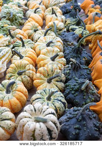 Pumpkins. Variation. Autumn. Vibrant. Agriculture. Colors. Decor