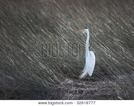 바다 잔디에 백로