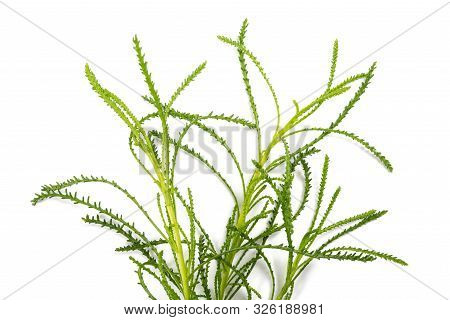 Santolina Viridis ( Olive Herb ) Isolated On White