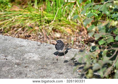 A Picture Of Male Dark-eyed Junco On The Ground.
Bc Canada