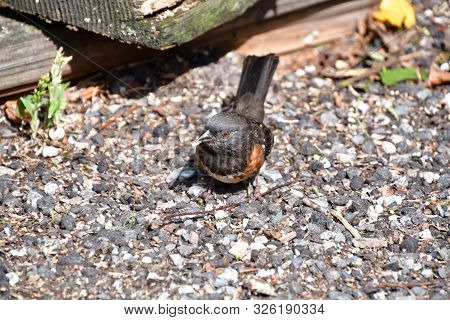 A Picture Of Spotted Towhee On The Ground.
Bc Canada