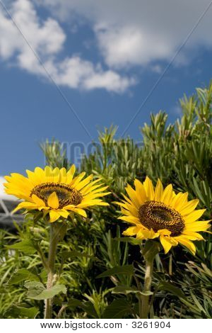 Low Angle View von Sonnenblumen, Pflanzen und sky