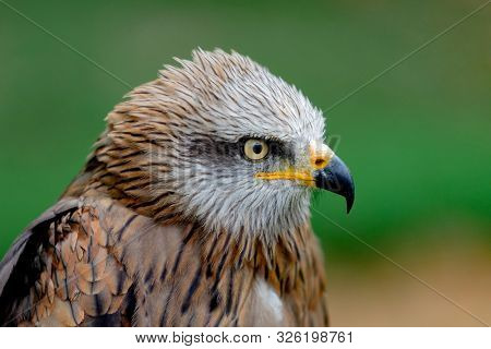 Portrait of a royal kite (Milvus Milvus) with a natural green background