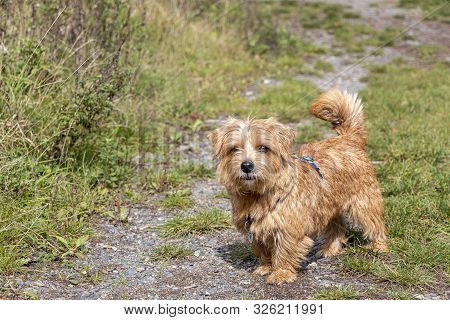 Happ Norfolk Terrier Dog Walking In Autumn